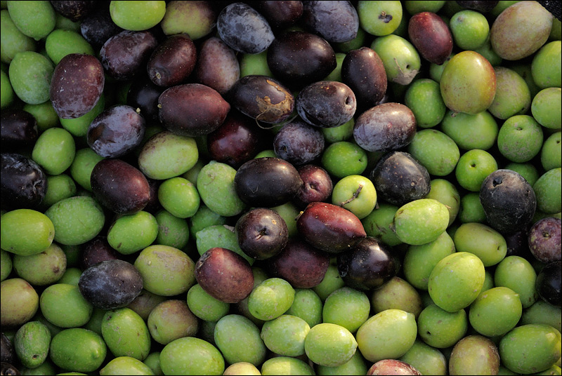 Olive.jpg