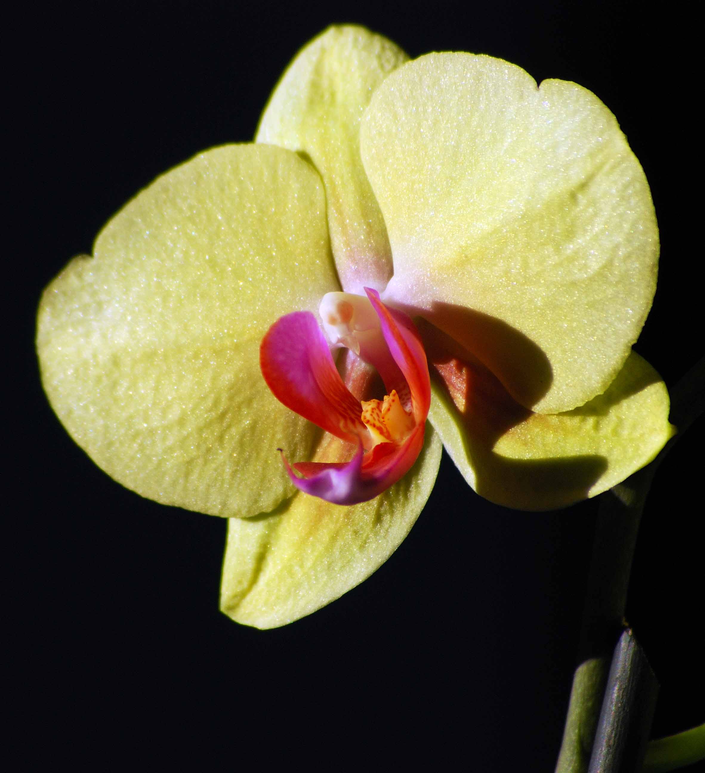 Orchidea III.jpg