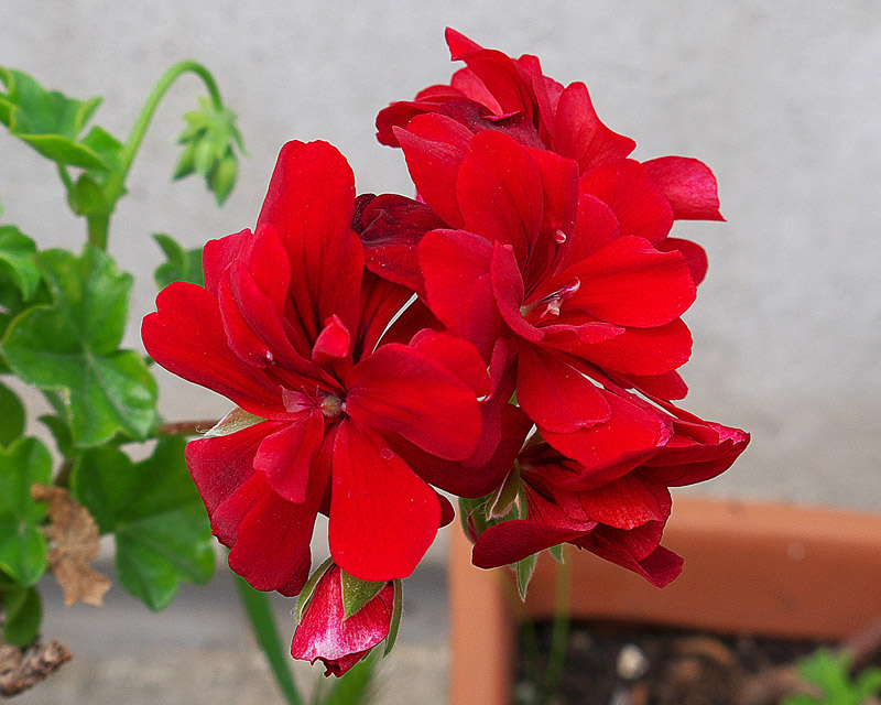 P1000139.jpg