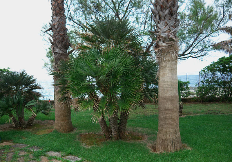 P1000197_2.jpg