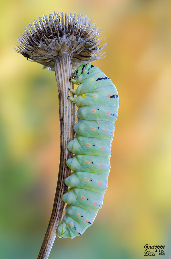 Papilio-machaon_DSC5280.jpg
