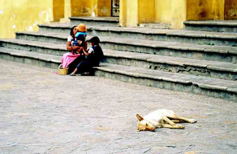 PERRO EN SIESTA.jpg