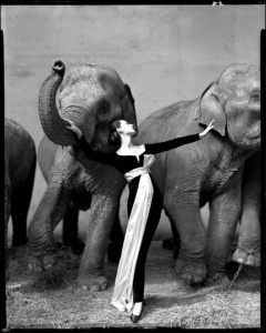 picAvedonDovimaWithElephant1-240x300.jpg