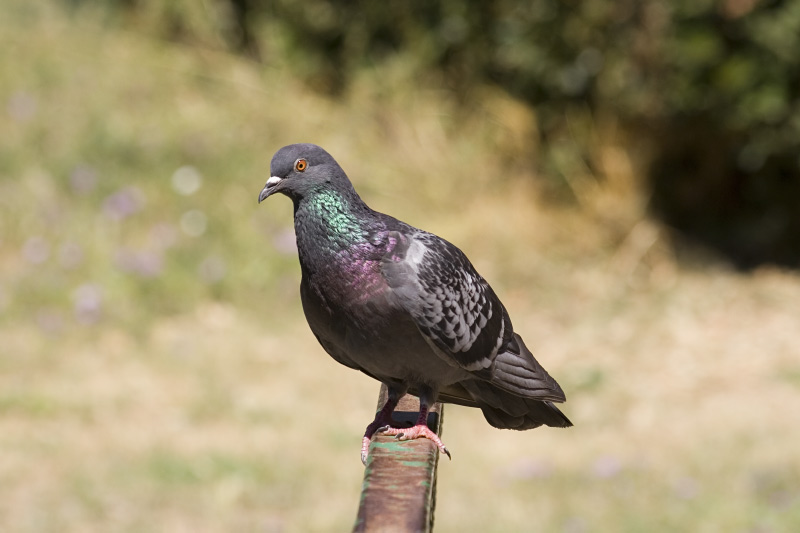 Piccione.jpg