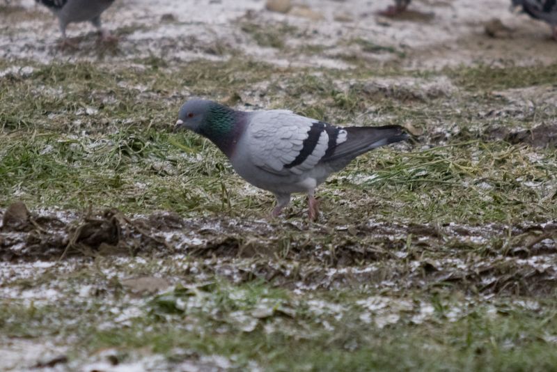 Piccioni Crop.jpg