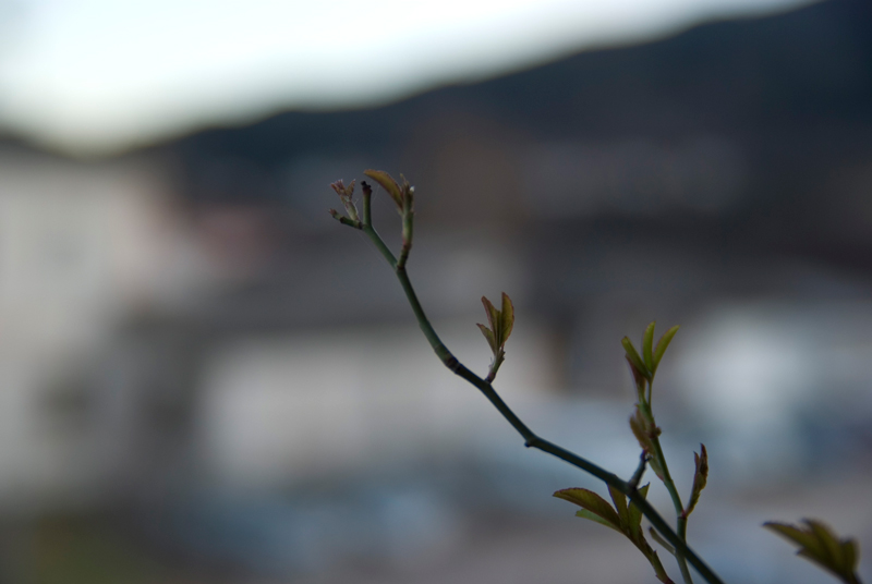 rametto-16-50.jpg