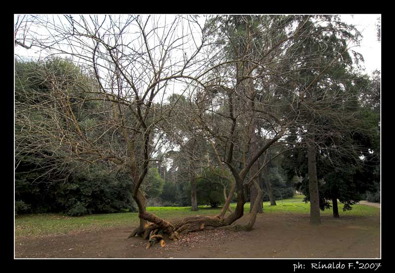 ReggiaC_albero_rid.jpg