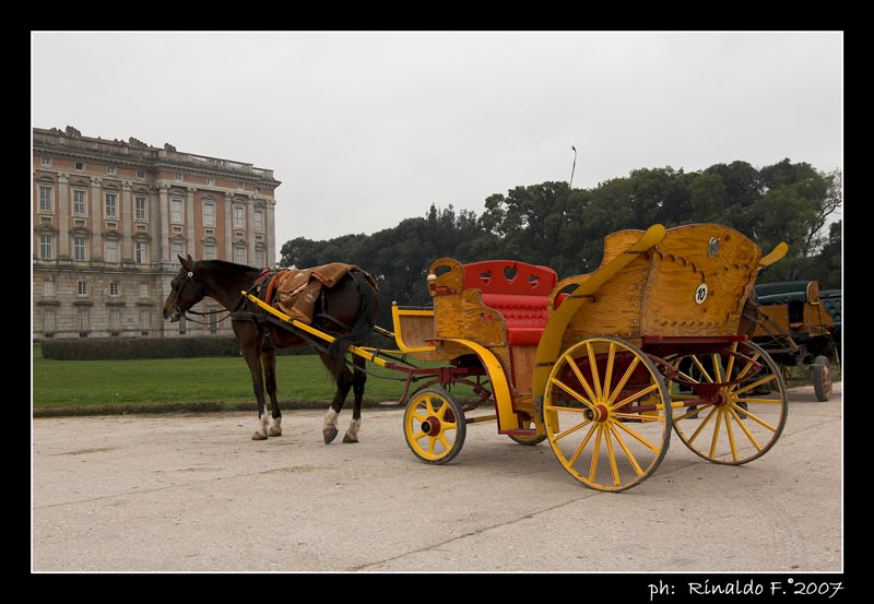 ReggiaC_cavallo_rid.jpg