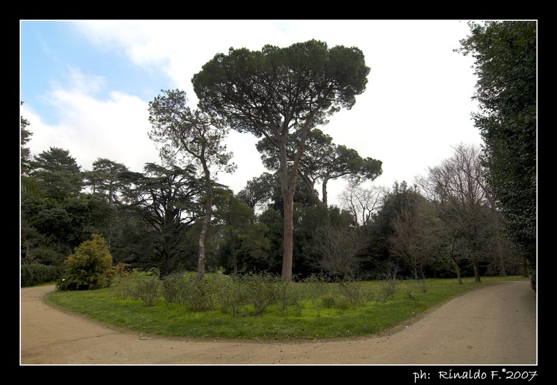 ReggiaC_giardino_albero_rid.jpg