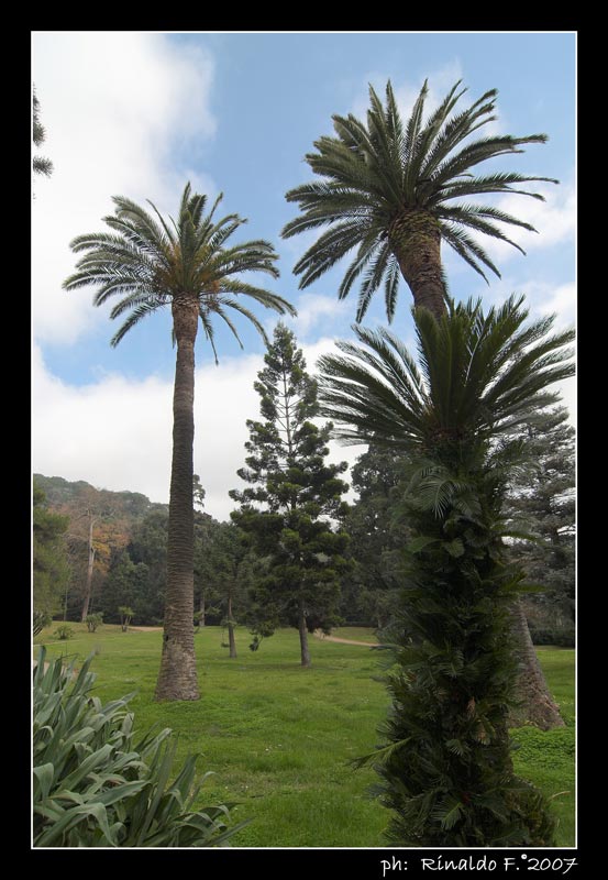 ReggiaC_giardino_palme_rid.jpg