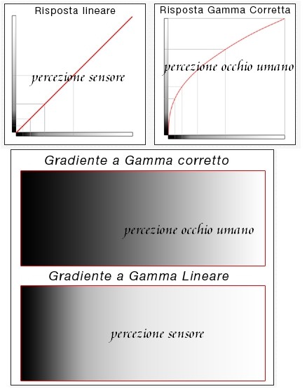 Risposta lineare e risposta gamma.jpg