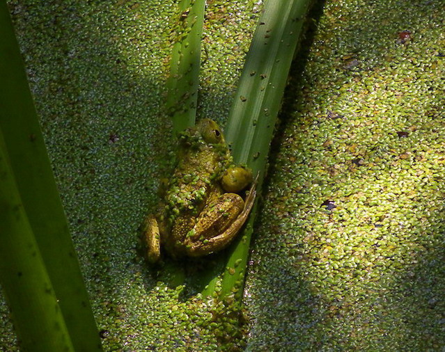 S0032154r.pg.jpg