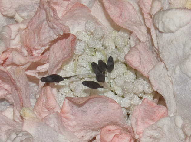 s5600-centrale-64-iso-raw.jpg