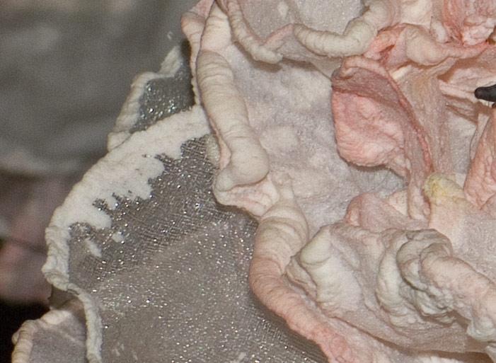 s7000-crop-200-iso-raw.jpg