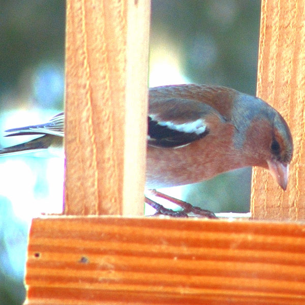 s7raw_dettaglio.jpg