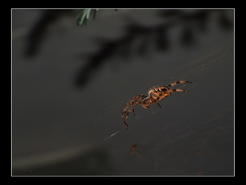 Spider-800x600-01.jpg