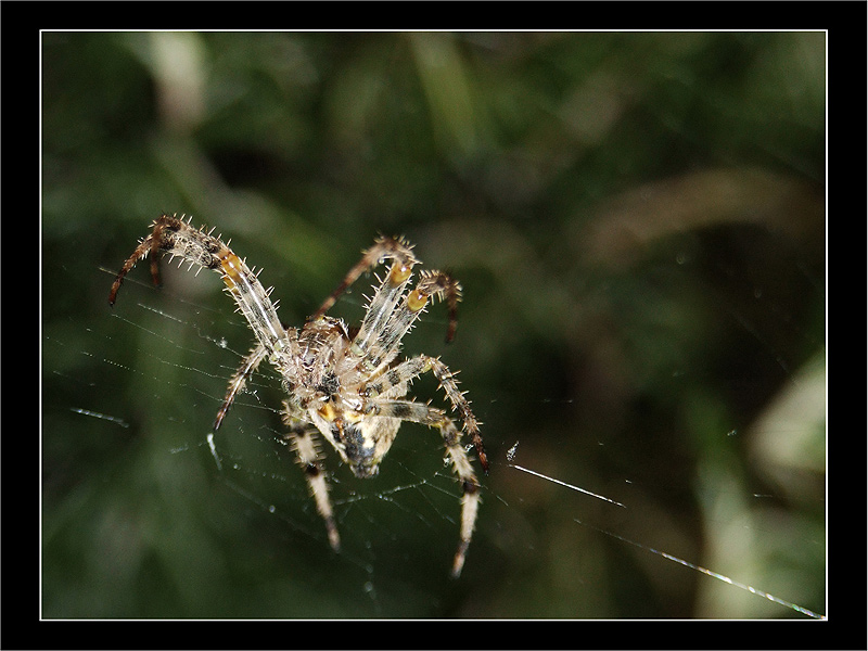 Spider-800x600-02.jpg