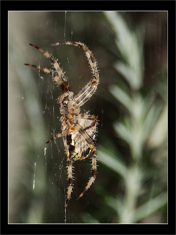 Spider-800x600-03.jpg