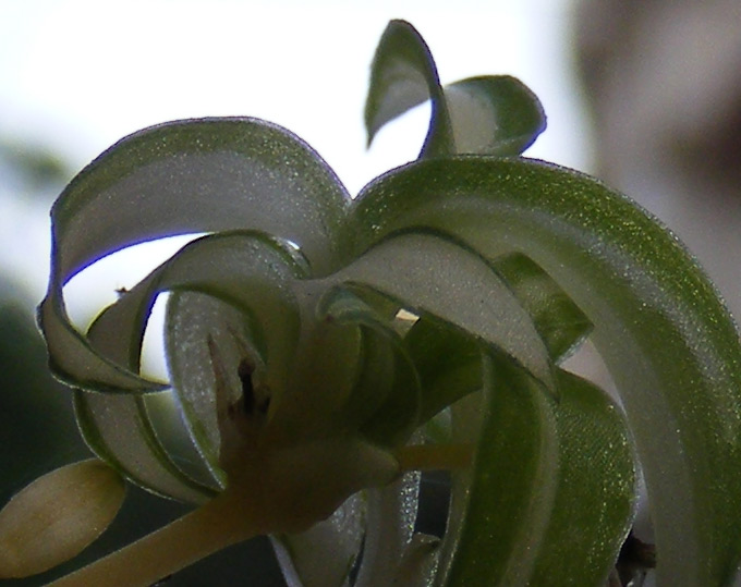 super-macro-crop5700.jpg