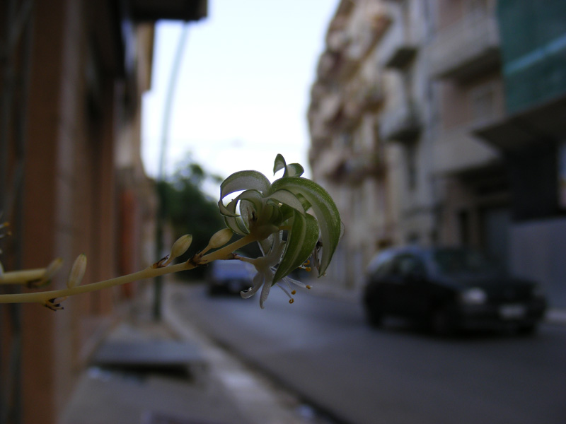 super-macro5700.jpg