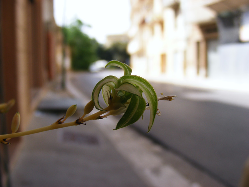 super-macro.jpg