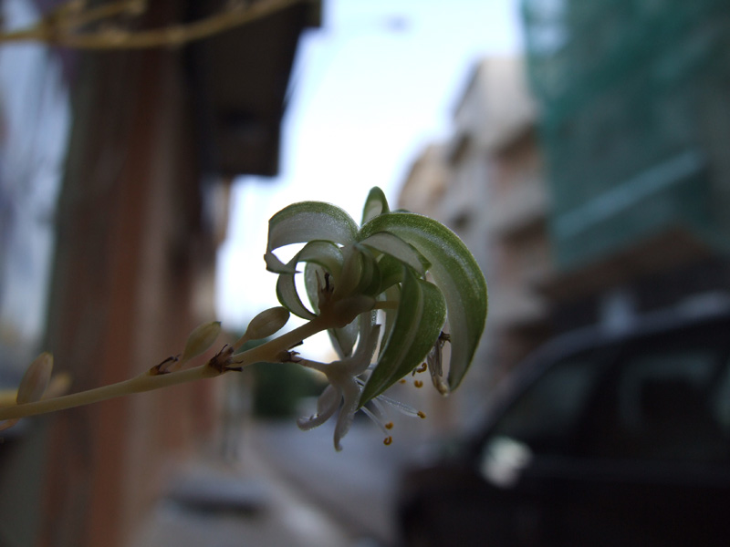 supermacro9500.jpg