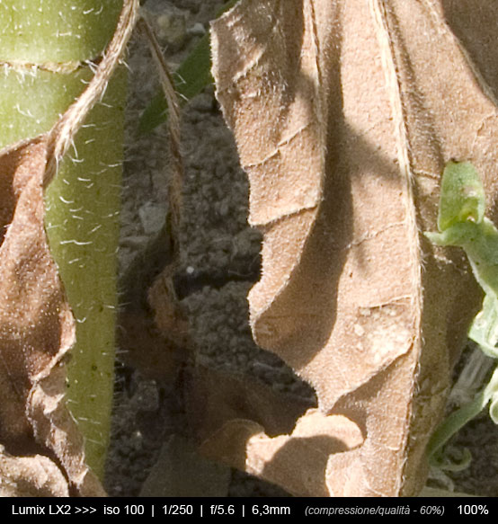 test_iso100.jpg