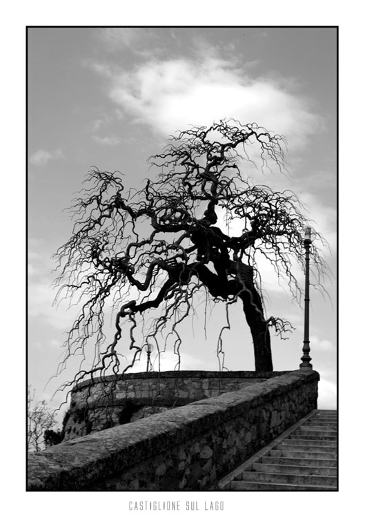 trasimeno13.jpg