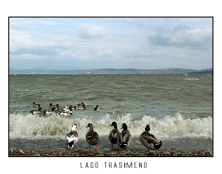 trasimeno17.jpg