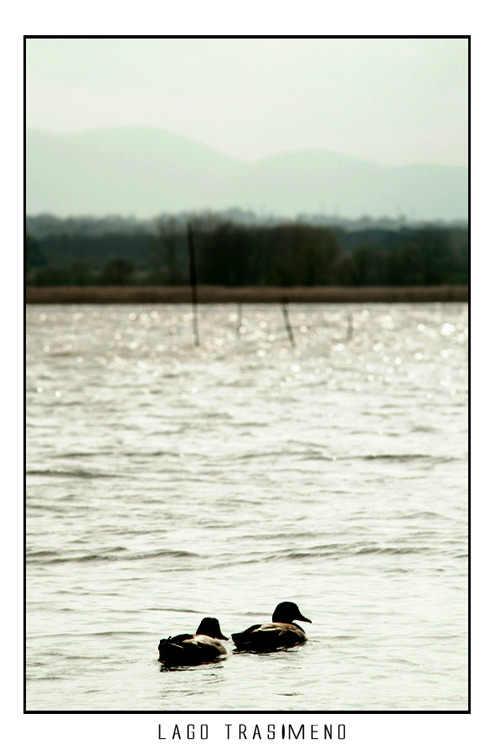 trasimeno1.jpg
