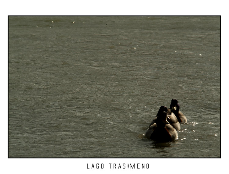 trasimeno7.jpg