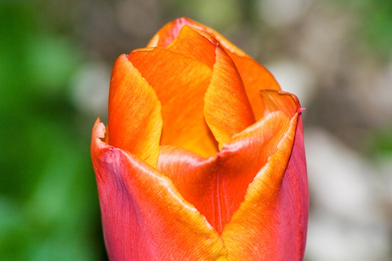 tulipano4 iso 100 300mm f11 1_200.jpg