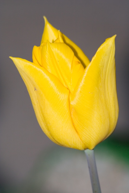 tulipano5 300mm f11 iso100 s 1_200.jpg