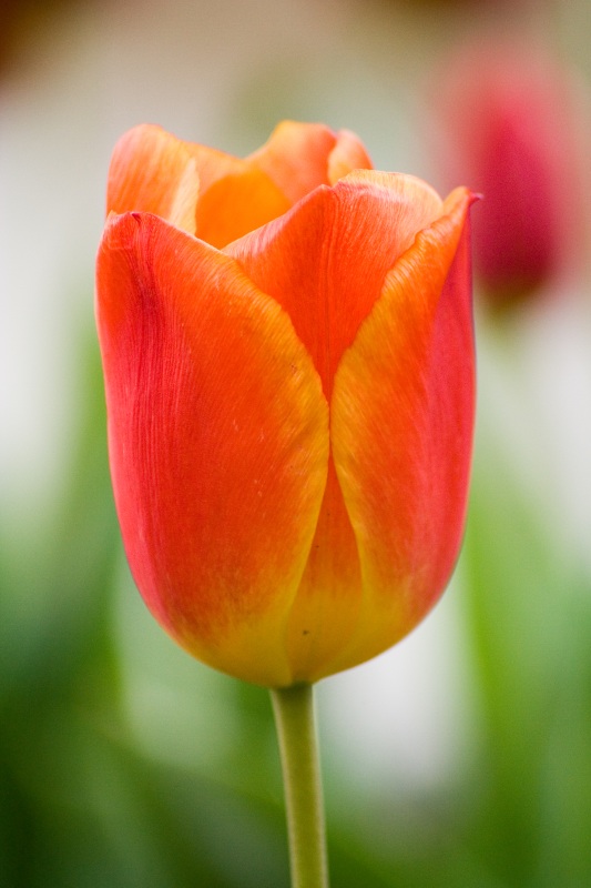 tulipano iso 800 1_200 f6_3 220mm.jpg
