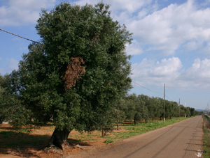 ulivi_03_RJ.JPG