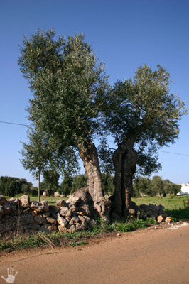 ulivi_18_RJ.jpg