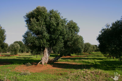 ulivi_24_RJ.JPG