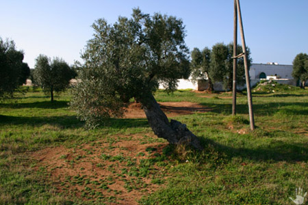 ulivi_28_RJ.JPG