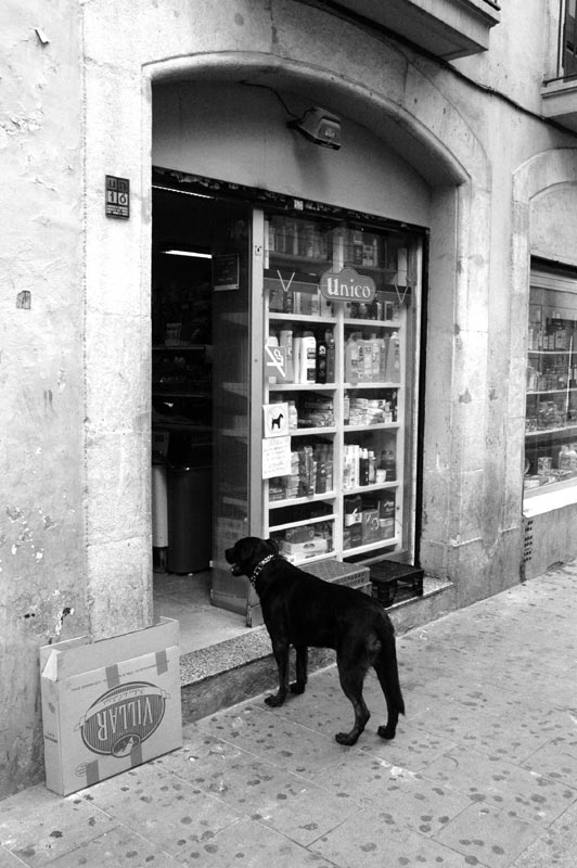 vietato-l'ingresso-ai-cani-.jpg