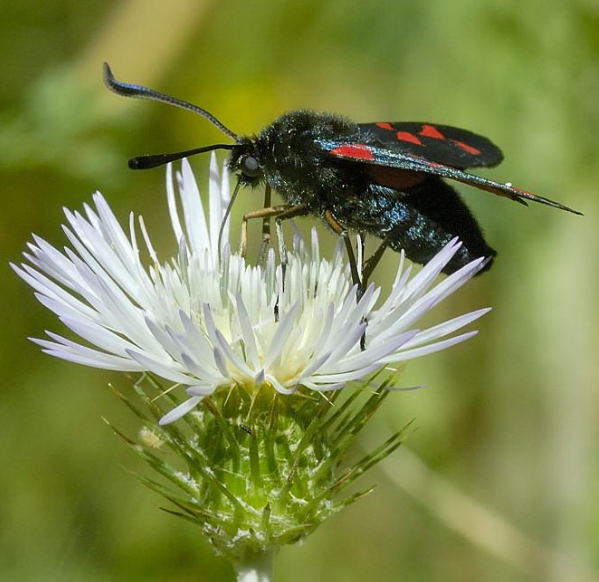 Zygaena.jpg