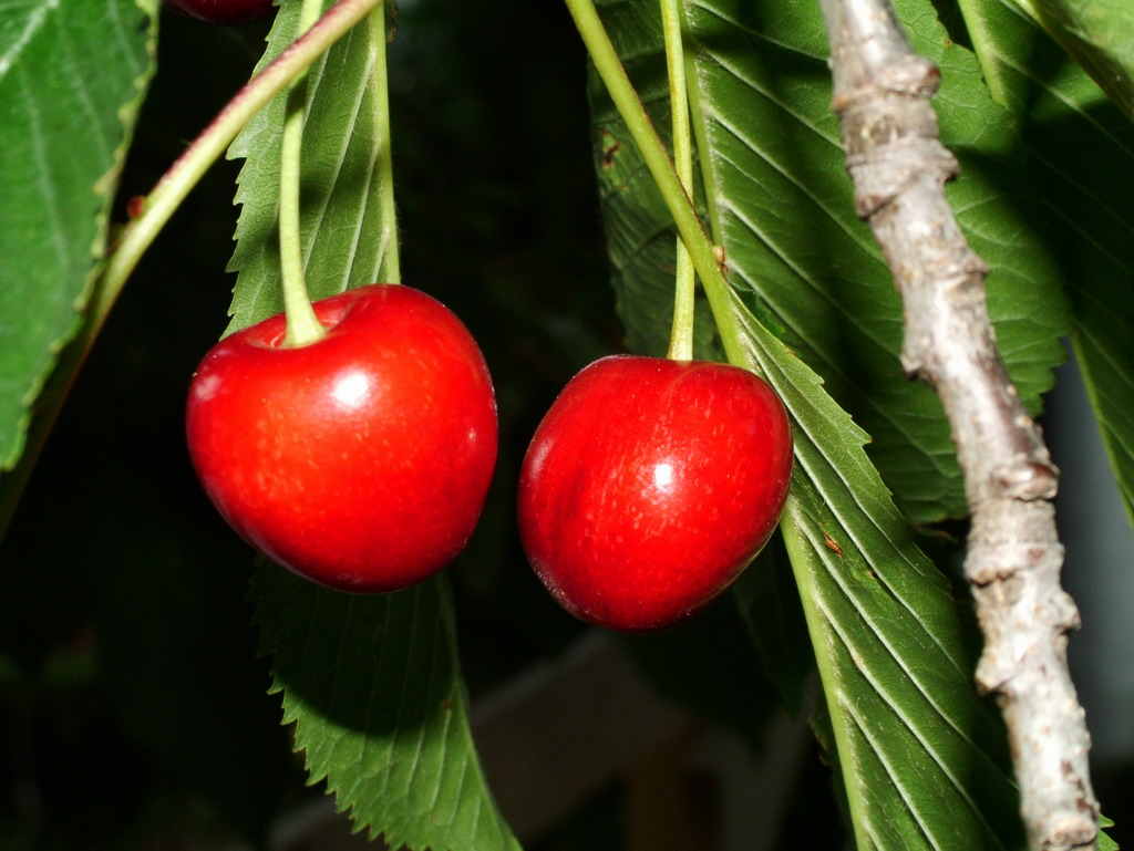la coppia