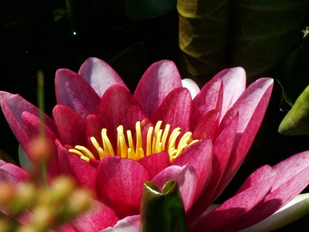 fiore