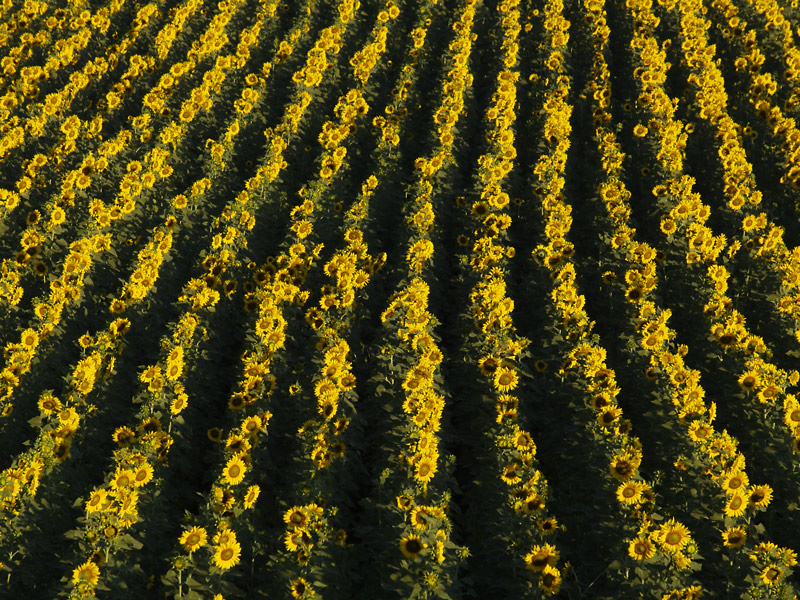 girasoli-2