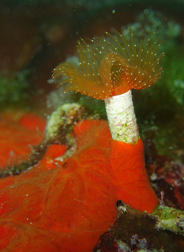 Fiore rosso
