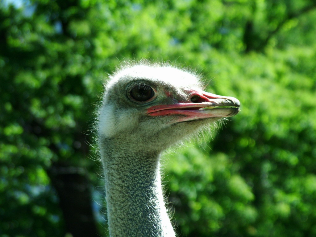 che sguardo intelligente!!!!