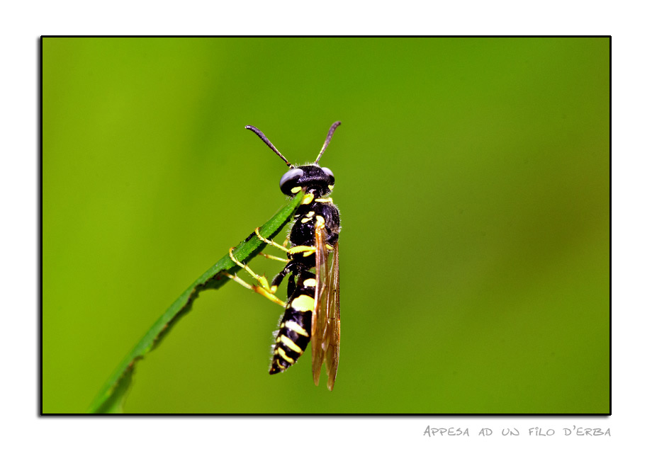 Equilibrista#2