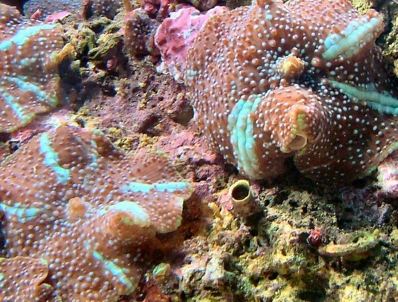 actinodiscus2