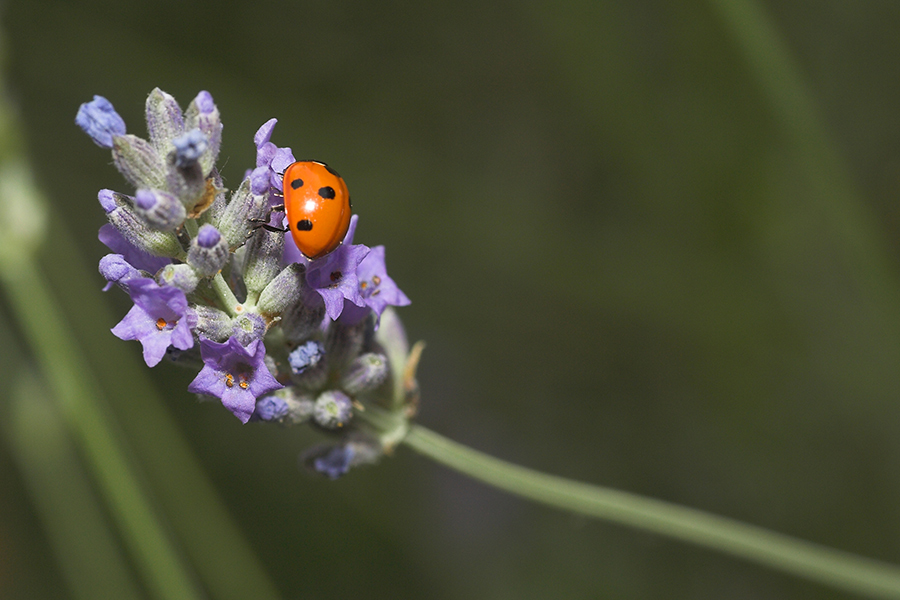 coccinella su stelo