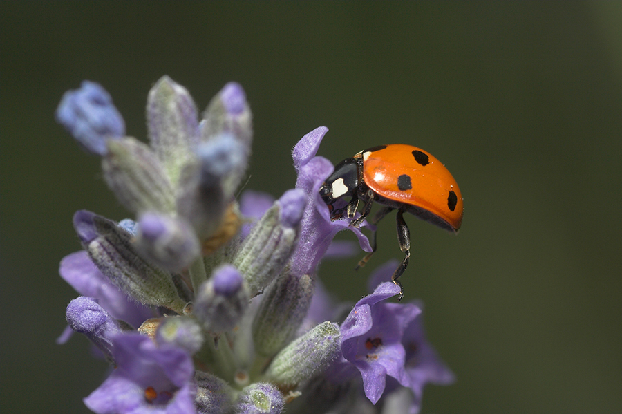 coccinella a grappolo