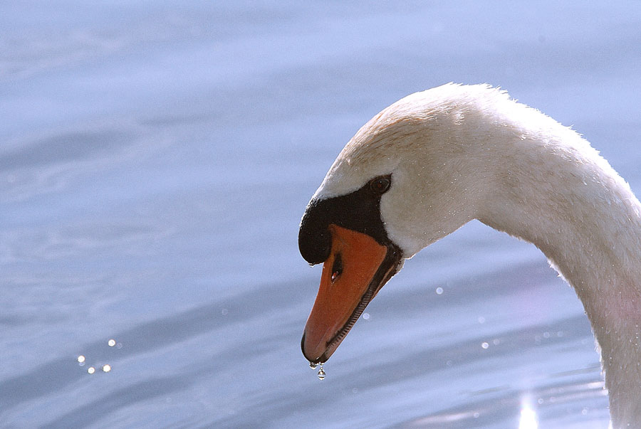 Cigno